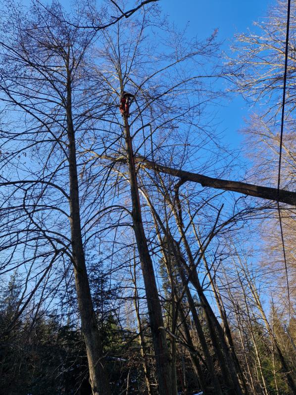 odstranění vyvráceného jasanu nad el. vedením Podvihov